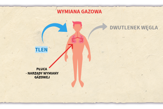 Wymiana Gazowa W Płucach Klasa 4