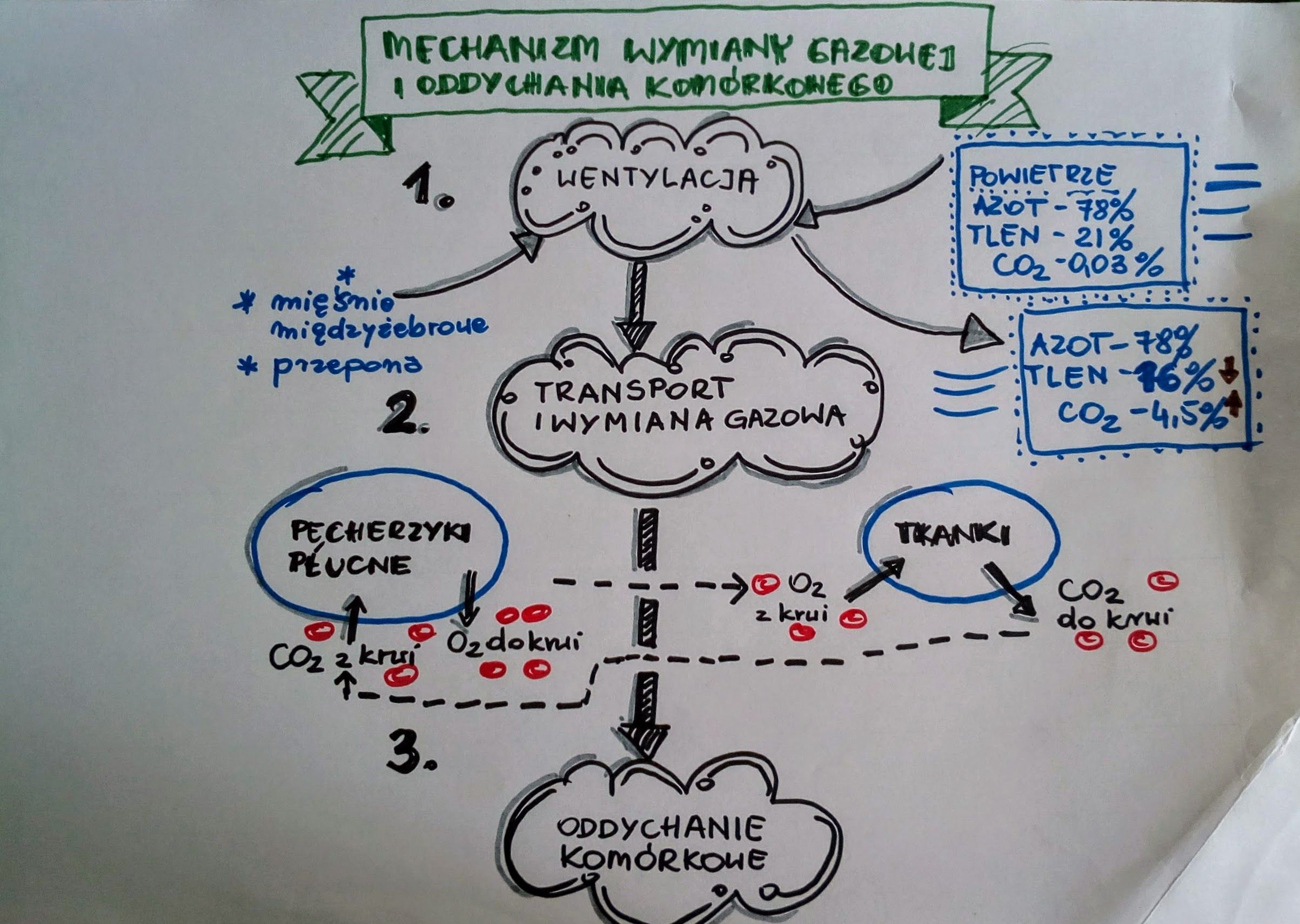 Wymiana gazowa #rysnotki #rysnotka #biologia7 #piesekwkratke Wymiana Gazowa W Płucach Klasa 4