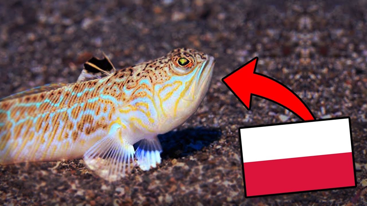 Ryba żyjąca W Górskich Potokach