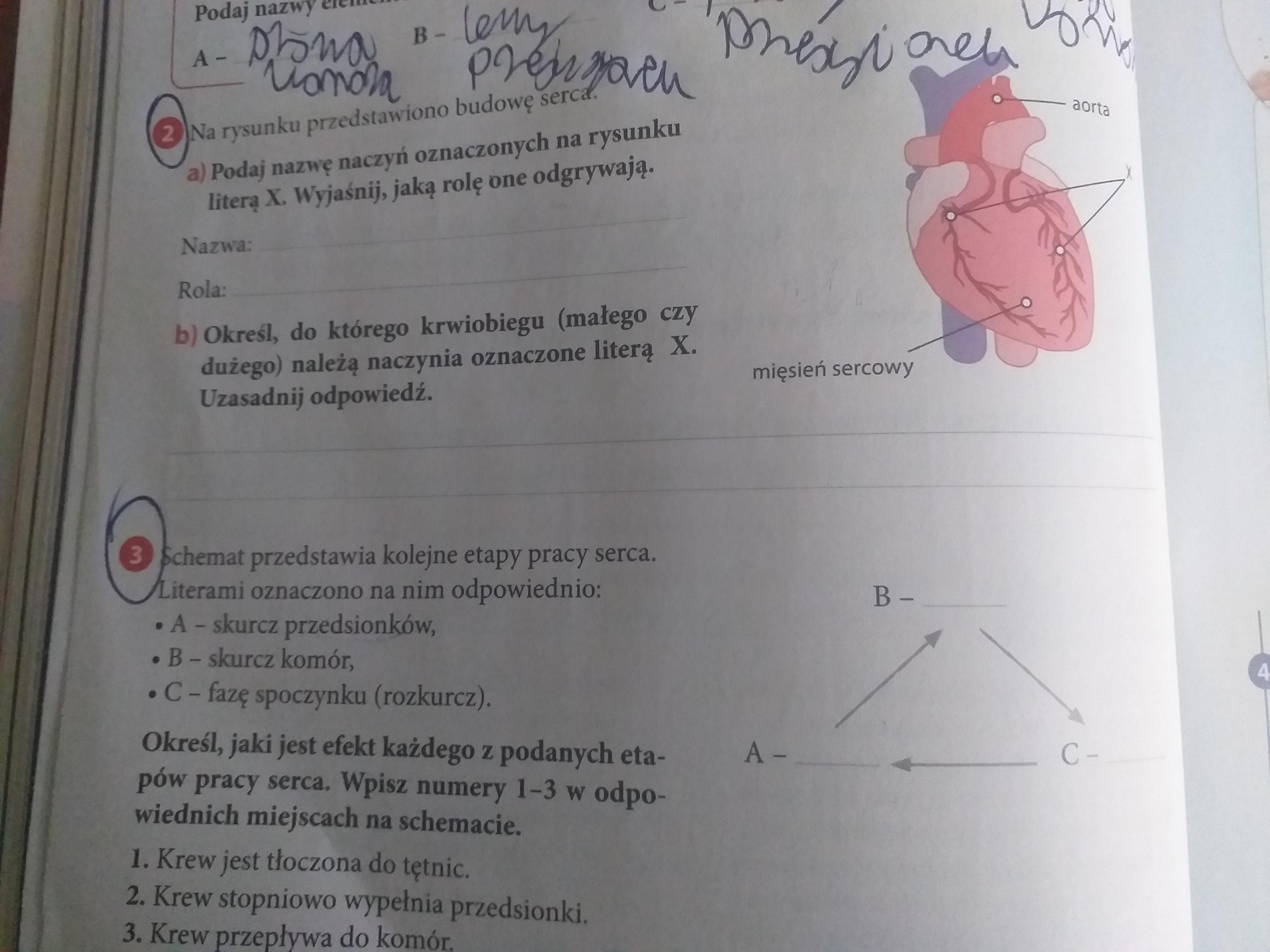 zad 2 i 3 str 48 biologia klasa 7 - Brainly.pl Klasa 7 Dzial 3 Biologia