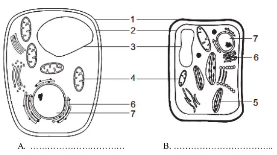 Zadanie 1 / zadania z biologii - Budowa i funkcjonowanie komórki Test Biologia Klasa 5 Komorki