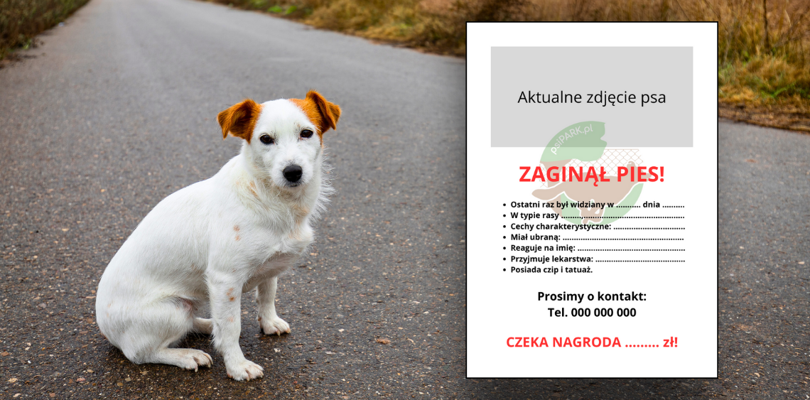 Ogłoszenie O Zaginięciu Psa Wzór