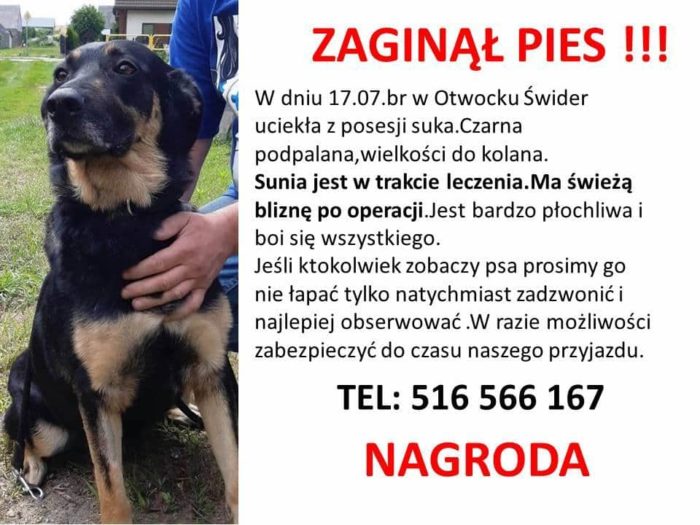 Zaginął pies. Nagroda dla znalazcy - tuWiązowna.pl Napisz Ogłoszenie O Zaginięciu Psa
