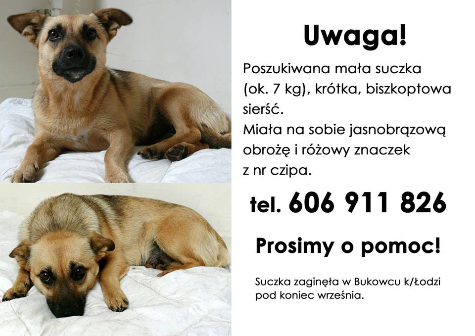 Jak Napisać Ogłoszenie O Zaginięcia Psa