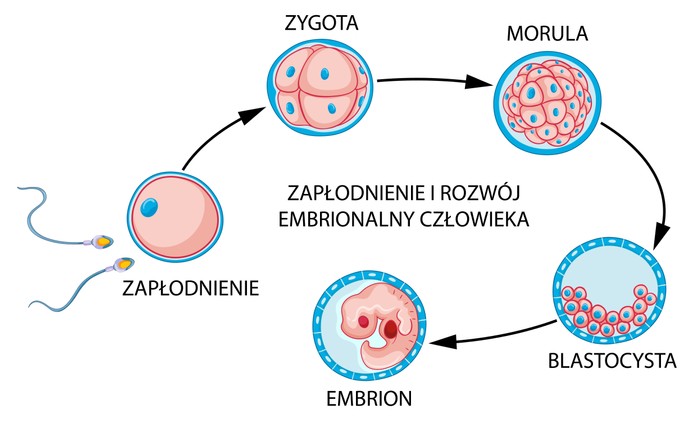 Zagnieżdżenie zarodka: kiedy do niego dochodzi i jakie są objawy Od Kiedy Zarodek Jest Połączony Z Matką