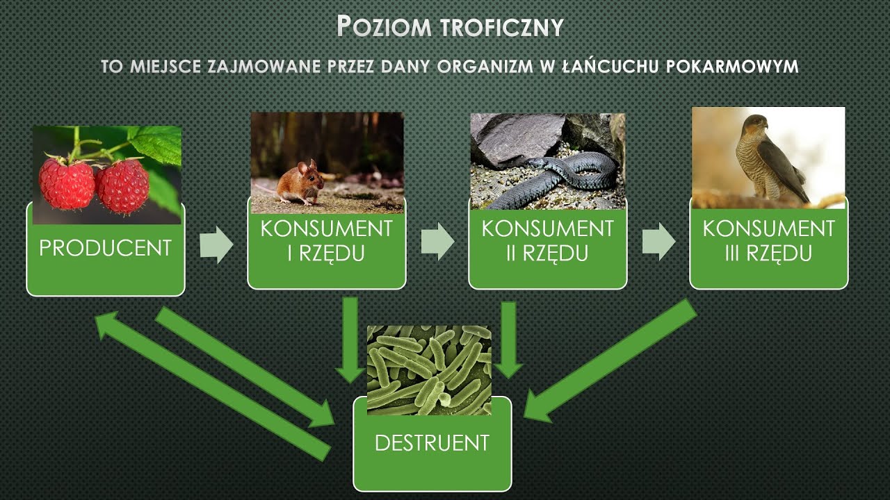 Zależności pokarmowe w ekosystemie - łańcuchy i sieci pokarmowe Zależności Pokarmowe W Przyrodzie Klasa 4
