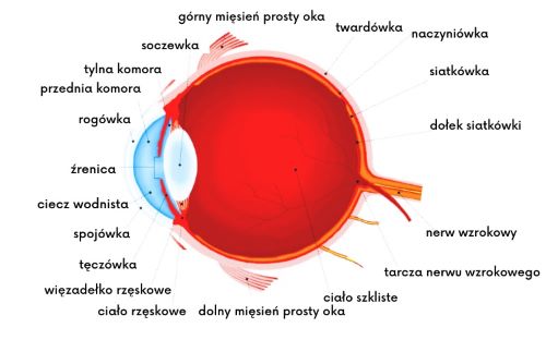 Zapalenie błony naczyniowej oka – jak się objawia? | Bezokularow.pl Promienie świetlne Przedostają Się Do Oka Przez