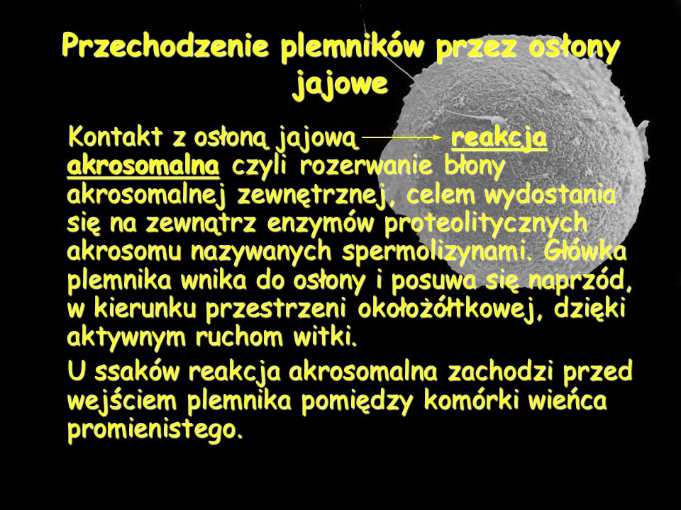 Plemniki Przemieszczają Się Z Przewodów Nazywanych Nasieniowodami Do Jąder