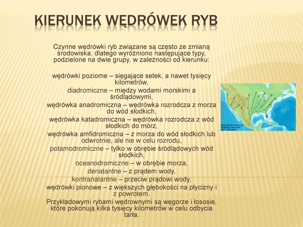 Zapraszam do oglądania - ppt pobierz W Królestwie Zwierząt Klasa 6