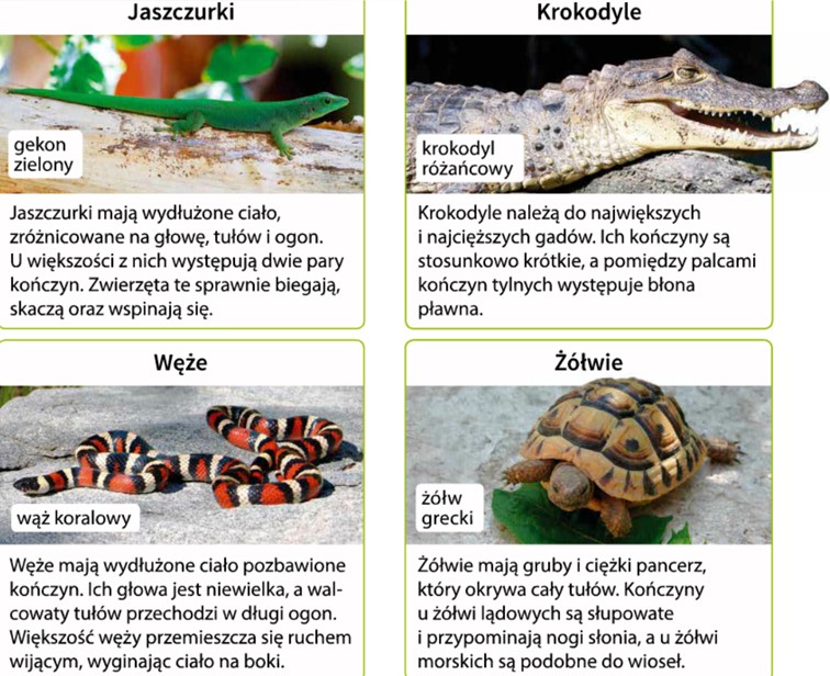 Zaznacz Ceche Ktora Jest Wspolna Dla Wszystkich Czterech Grup Gadow