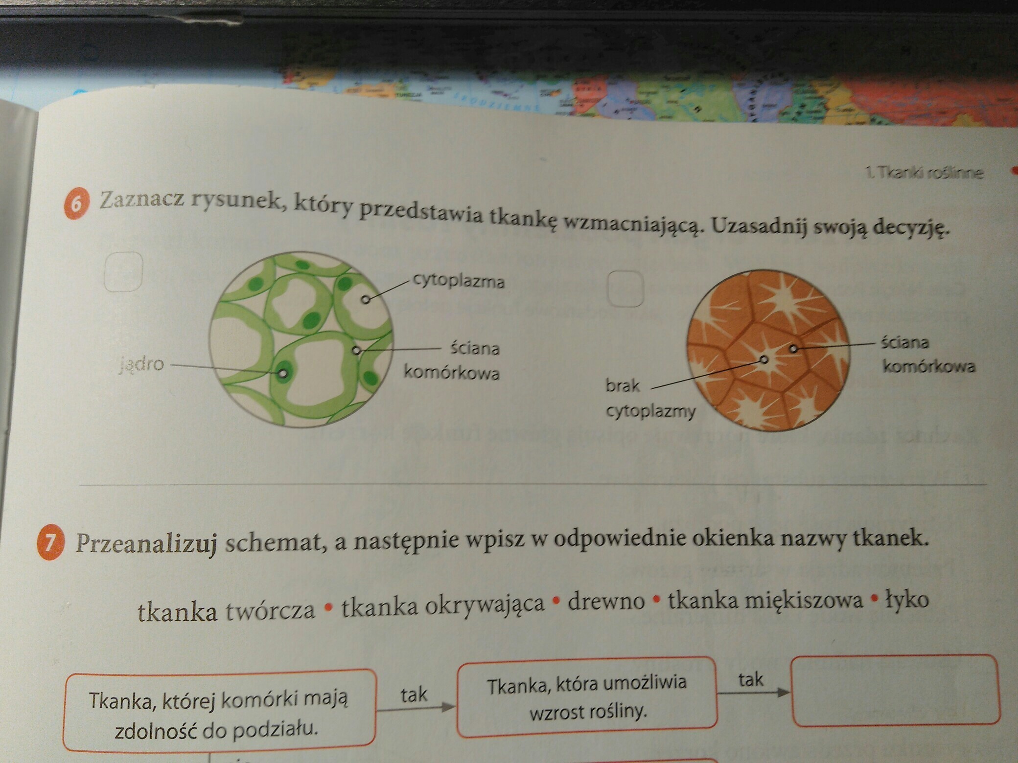 Zaznacz Rysunek Który Przedstawia Tkankę Wzmacniającą - Margaret Wiegel Zaznacz Rysunek Ktory Przedstawia Tkanke Wzmacniajaca