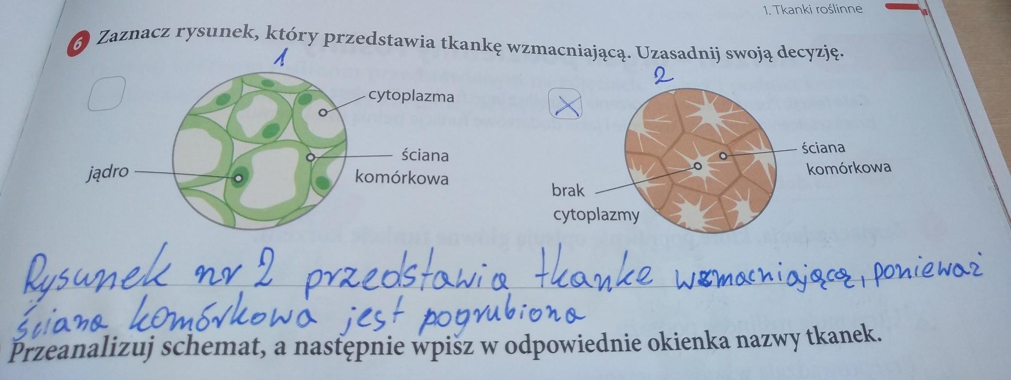 Zaznacz Rysunek Ktory Przedstawia Tkanke Wzmacniajaca Uzasadnij Swoja Decyzje