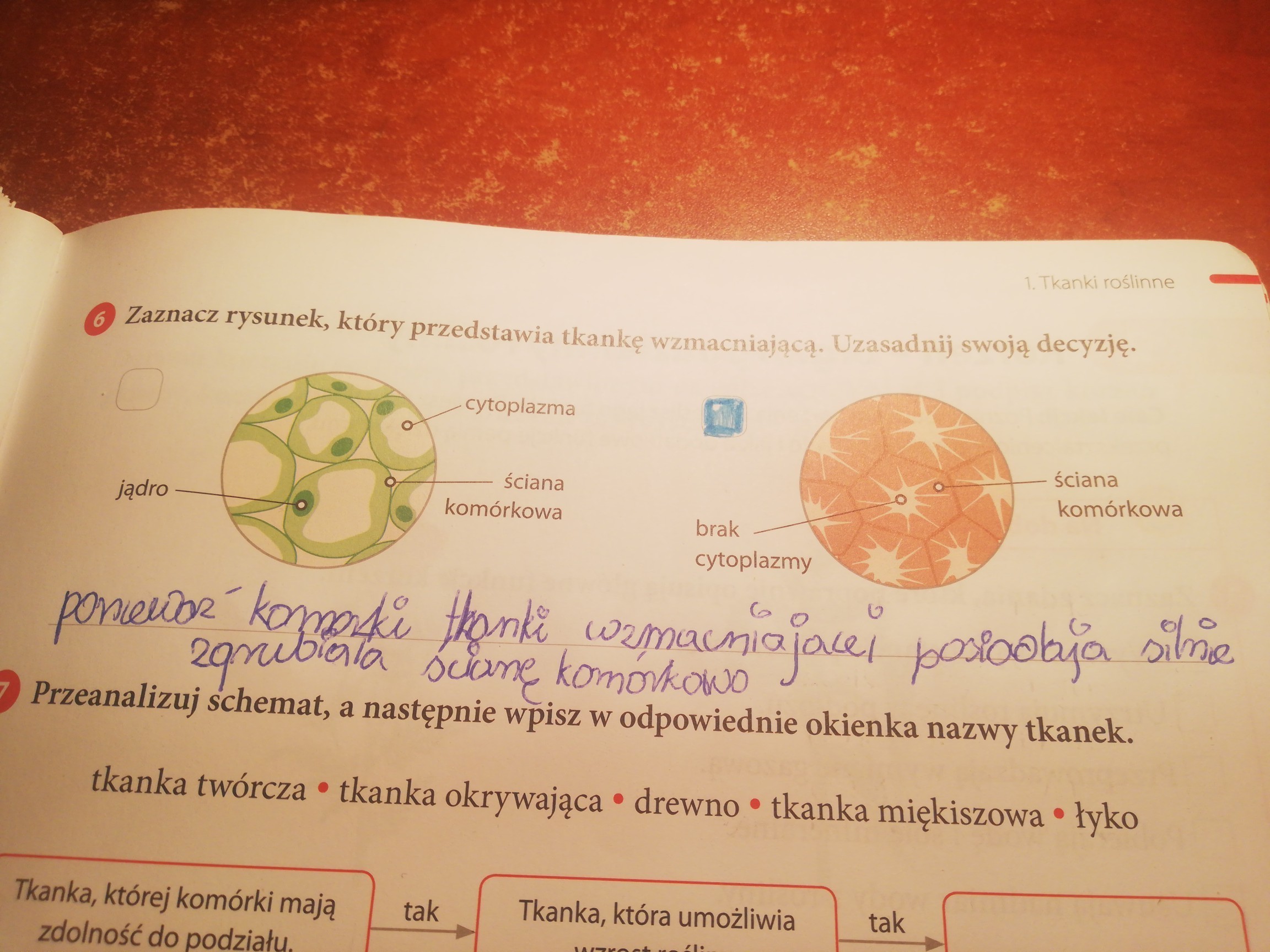 Zaznacz rysunek który przedstawia tkankę wzmacniającą Uzasadnij swoją Zaznacz Rysunek Ktory Przedstawia Tkanke Wzmacniajaca Uzasadnij Swoja Decyzje
