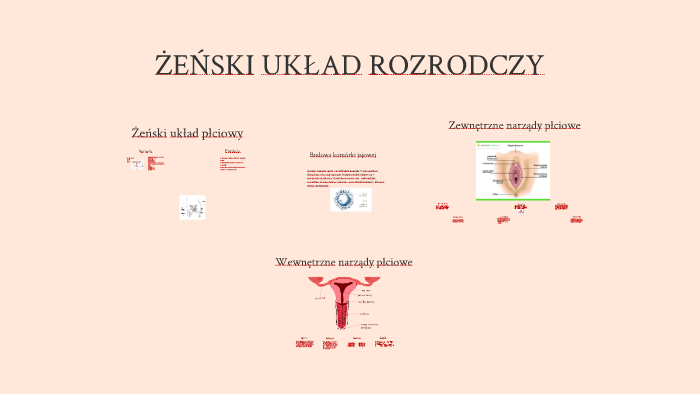 ŻEŃSKI UKŁAD ROZRODCZY by Agata Jankowska on Prezi Funkcjonowanie Zenskiego Ukladu Rozrodczego
