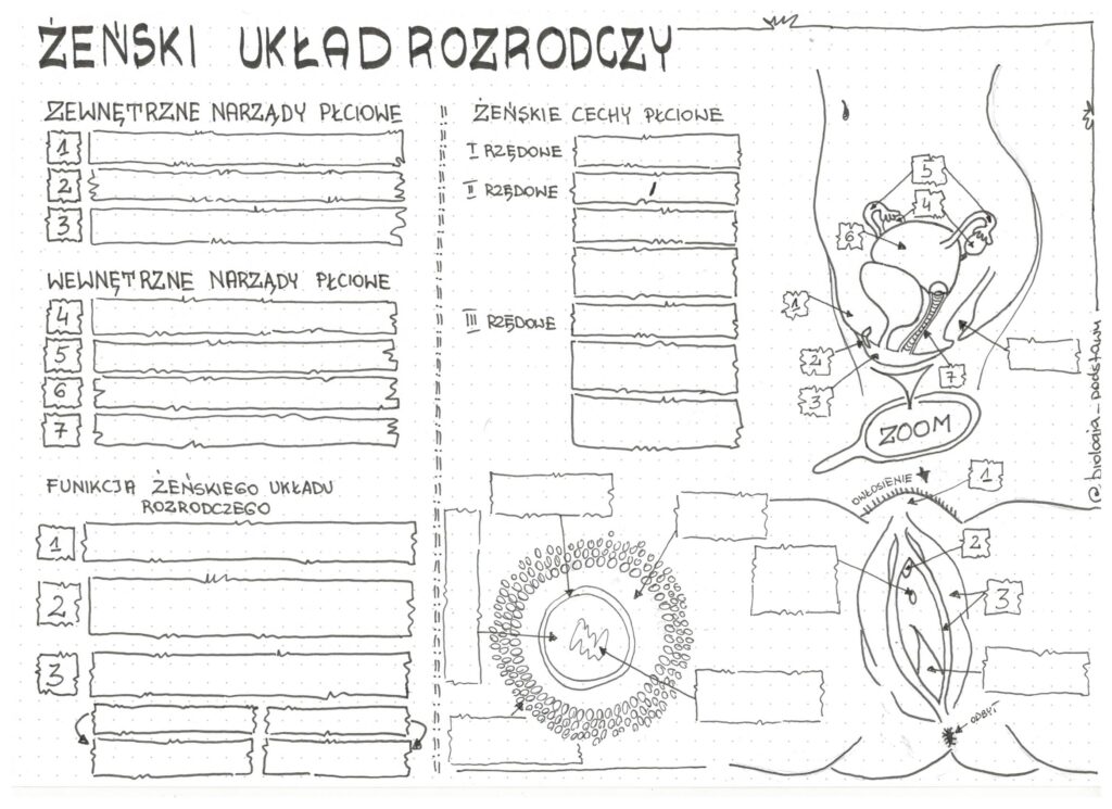 Żeński układ rozrodczy - klasa 7 - KP • Złoty nauczyciel Sprawdzian Biologia Klasa 7 Uklad Rozrodczy