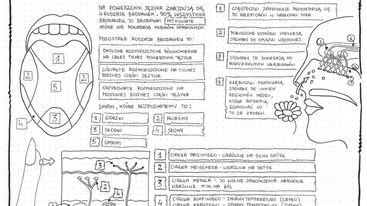 Sprawdzian Biologia Klasa 7 Narzady Zmyslw