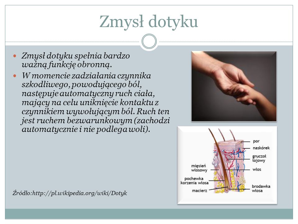 Zmysły. - ppt video online pobierz Przyrzad Do Badania Zmyslu Dotyku