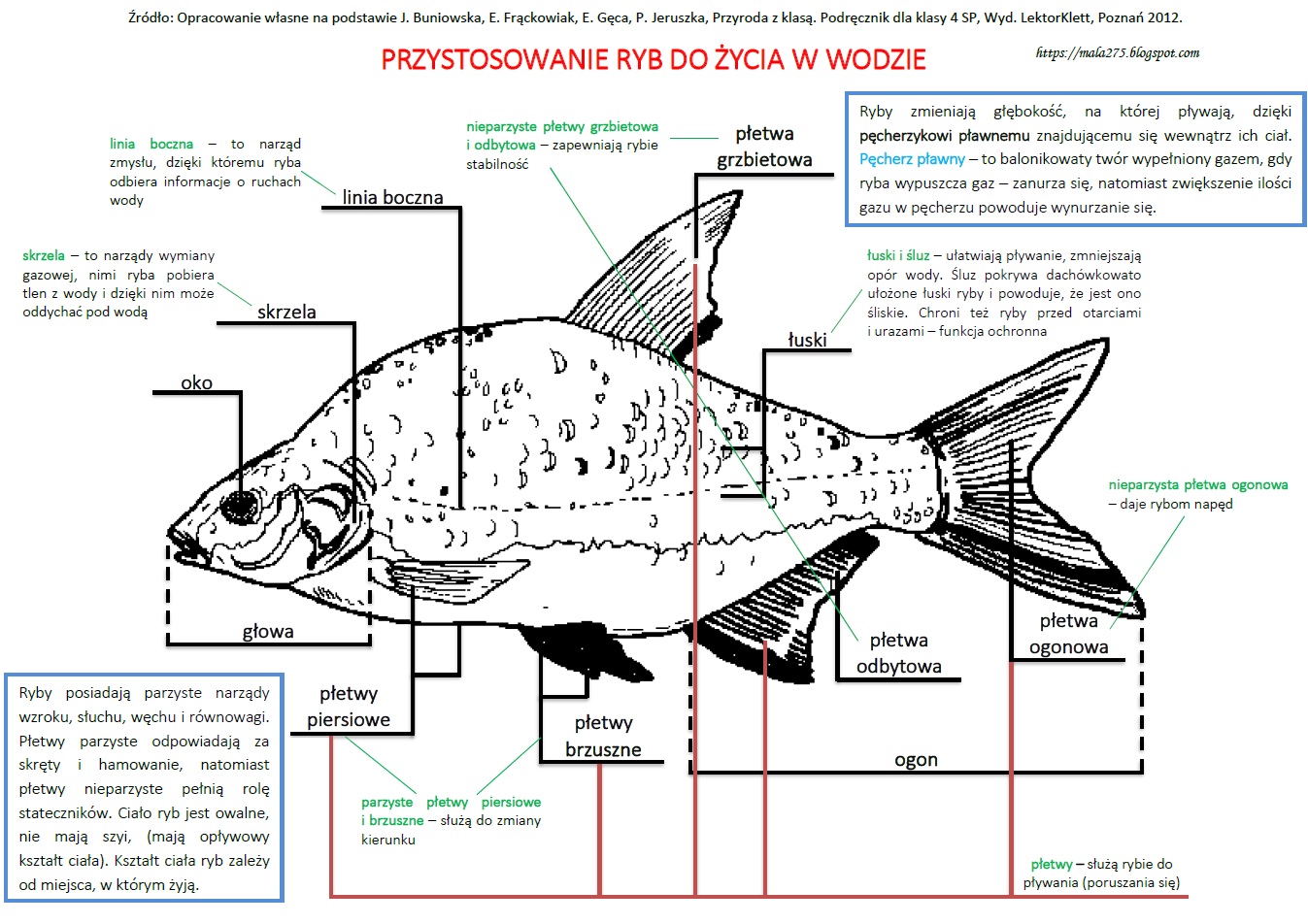 Ryby Przystosowanie Do życia W Wodzie