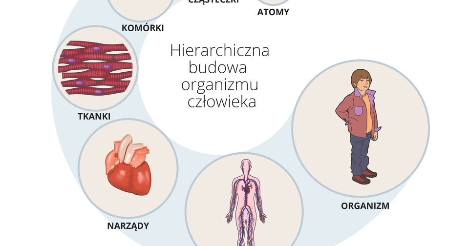 Znak Czasu: ANATOMIA I FIZJOLOGIA: KOMÓRKI Organizm Odżywiający Się Kosztem Innego Organizmu