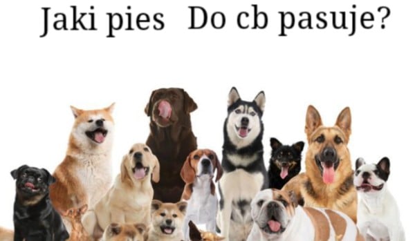 Zobacz jaki pies do ciebie pasuje | sameQuizy Jaki Pies Pasuje Do Ciebie Quiz