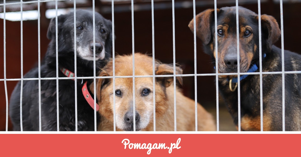 Zrzutka na Ogrzej schroniskowe staruszki - OTOZ Animals schronisko dla Schronisko Dla Bezdomnych Zwierząt Otoz Animals W Dąbrówce