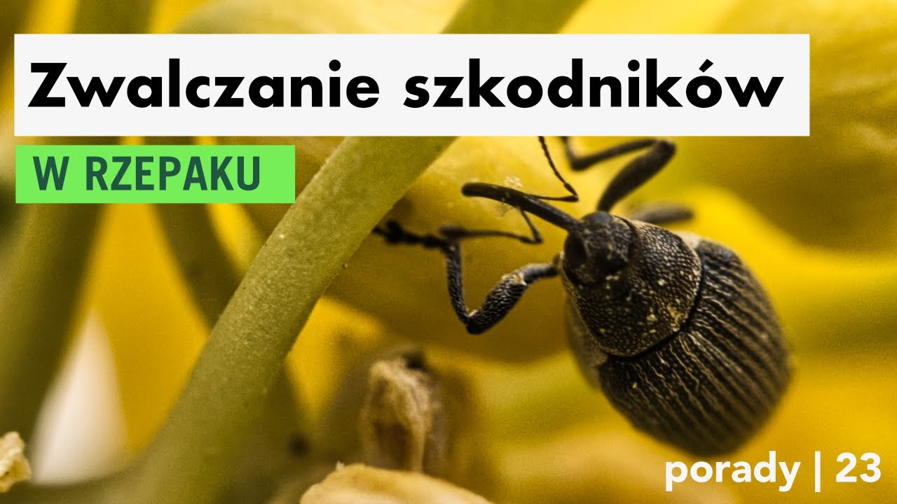 Zwalczanie szkodników w uprawie rzepaku - YouTube Progi Szkodliwości Szkodników W Rzepaku