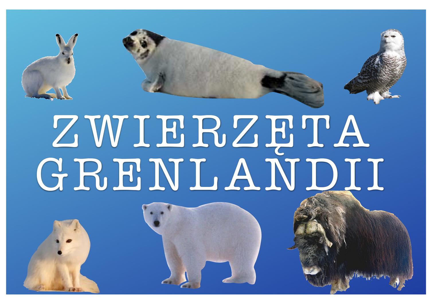 Grenlandia Film Edukacyjny Dla Dzieci