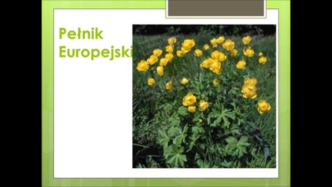 Zwierzęta i rosliny chronione w Polsce - YouTube Rośliny I Zwierzęta Chronione W Polsce Wikipedia