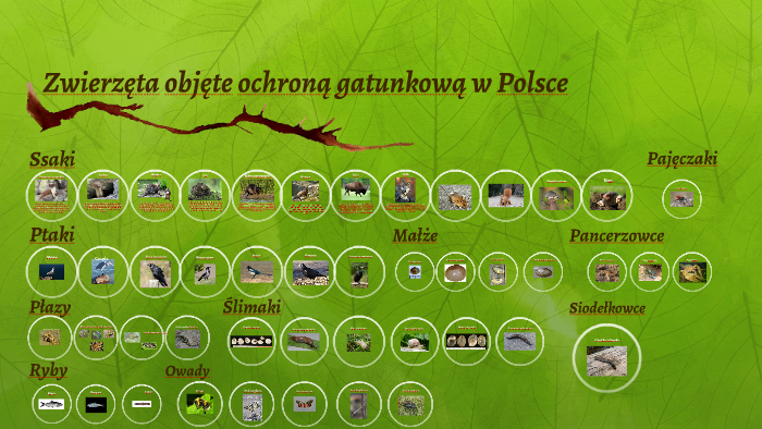 Zwierzęta objęte ochroną gatunkową w Polsce by Dominika Bylica on Prezi Ochrona Gatunkowa W Polsce Obejmuje Czesciowa Lub Scisla Ochrona Gatunku