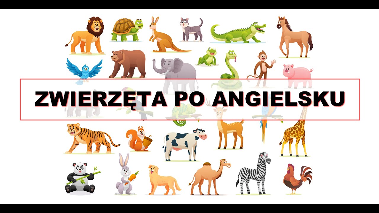 Zwierzęta po angielsku. Poznajemy zwierzęta. Jakie to zwierzę świat Zwierząt Klasa 6 Sprawdzian Pdf