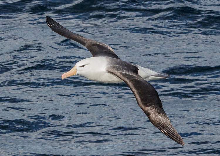 Dlaczego Albatros Znakomicie Lata